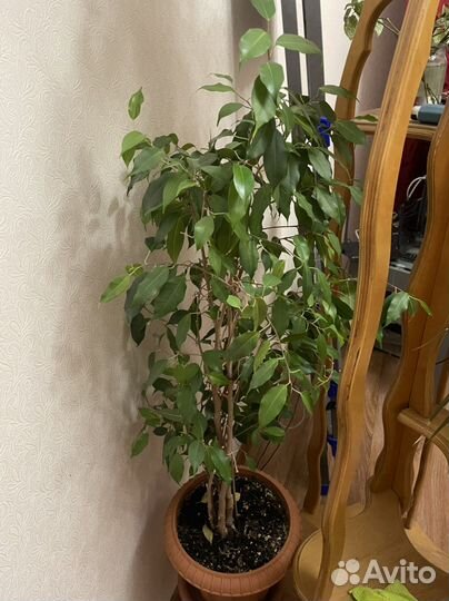 Фикус Бенджамина