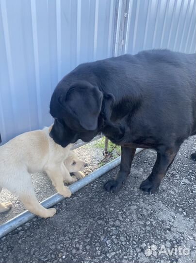 Щенки лабрадора-полукровки