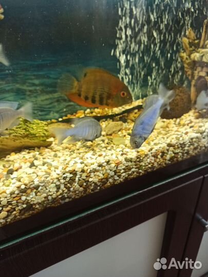 Аквариумные рыбки цихлиды