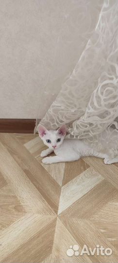 Продаются котята Девон-рекс