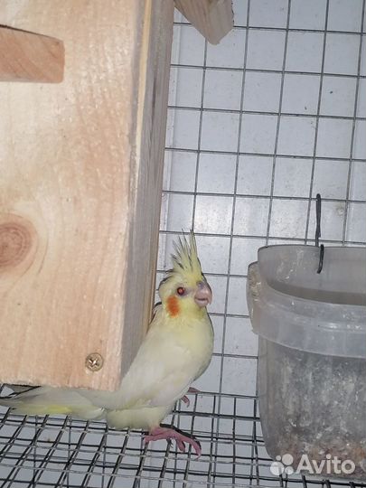 Попугай карелла птенцы