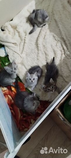 Прекрасные котята