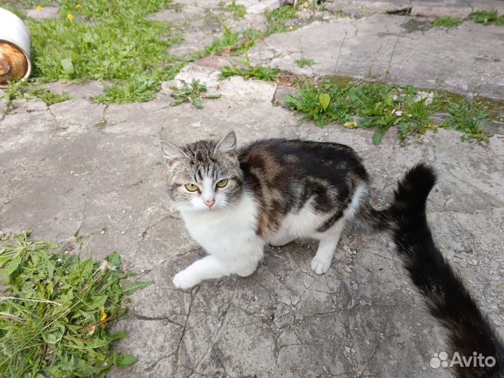 Отдам молодых котиков в добрые руки