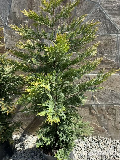 Кипарисовик