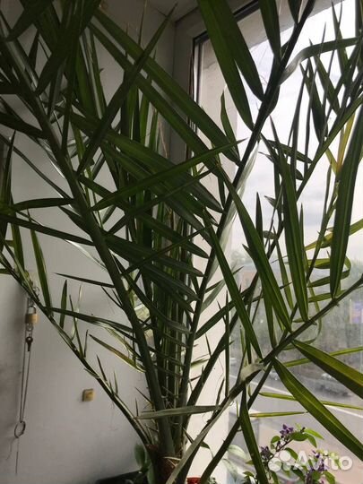 Королевский финик