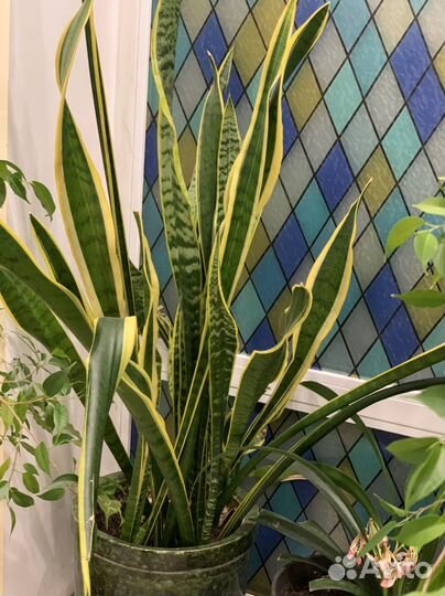 Сансевиерия Лауренти, Зейланика