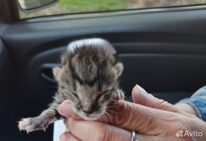 Новорожденных котят выкинули в закрытой коробке