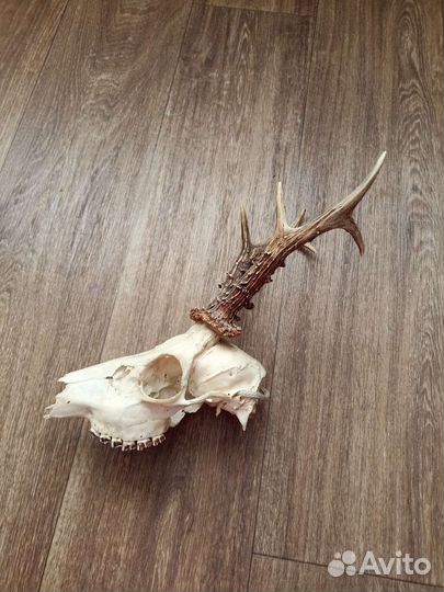 Череп косули