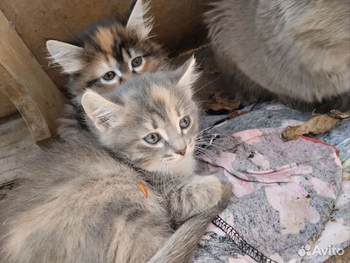 Сибирская кошка