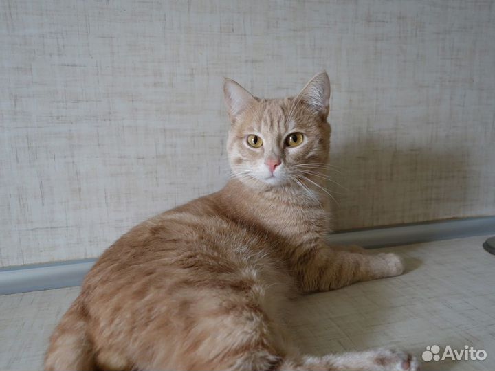 Лучик ищет дом