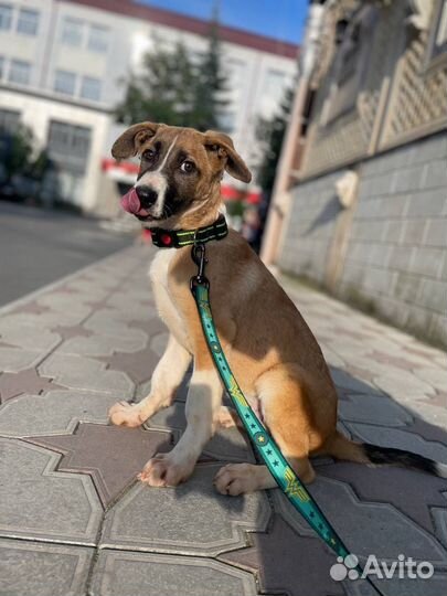 Чудесный щенок в добрые руки