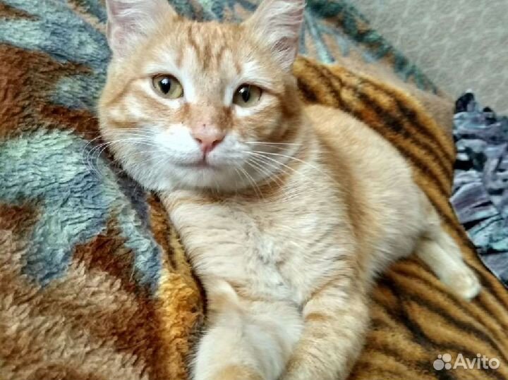 Молодой кастрированый котик