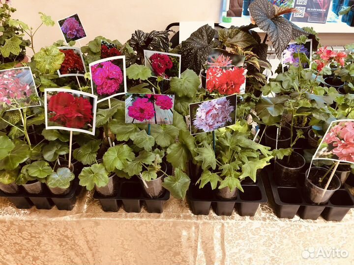 Комнатные растения в ассортименте