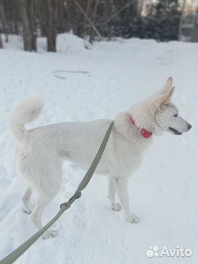 Белоснежная собака Луми ищет дом