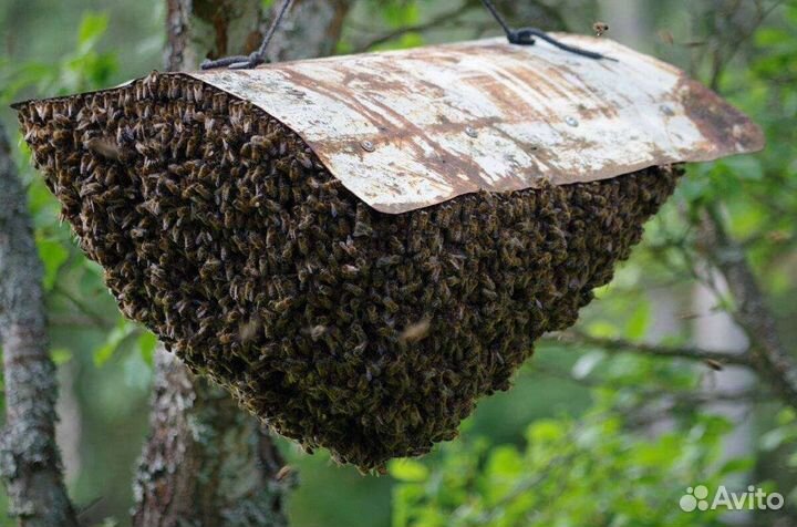 Продаю пчелосемьи