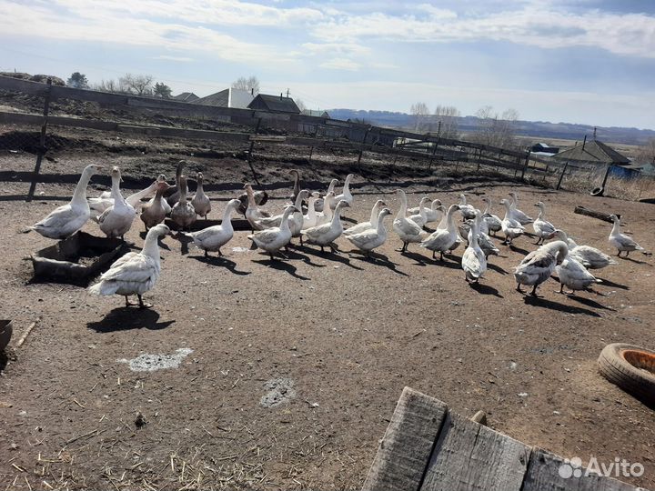 Инкубационное яйцо гусей