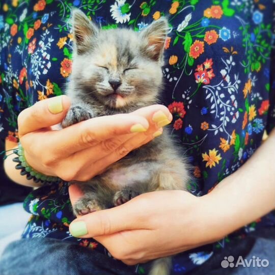 Серый пестрый котенок, кошка в добрые руки