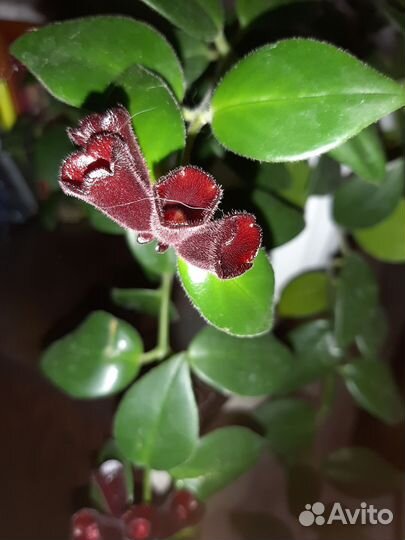 Эсхинантус мона лиза