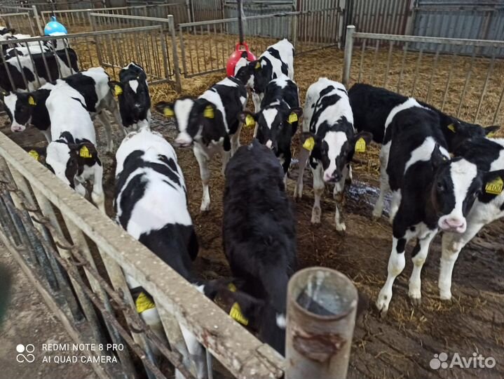Телята мясной породы бычки