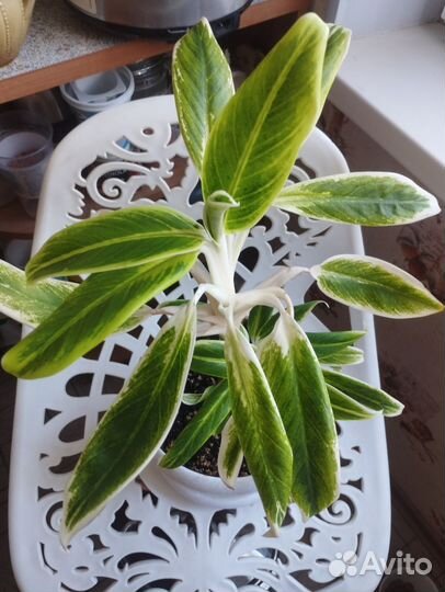 Аглаонема Kolibri, Lipstick Green