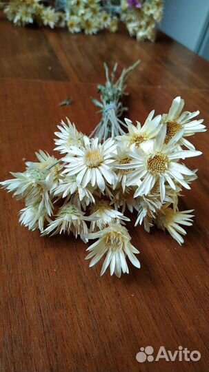 Ксерантемум букет