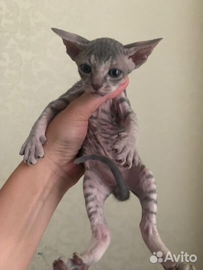 Котята сфинкс браш
