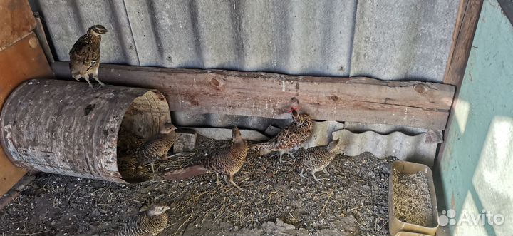 Продам фазанов