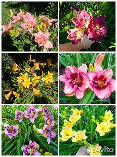 Лилейники сортовые спайдеры и не только почтой