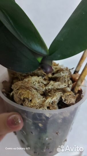 Орхидея Сого Даймонд бабочка