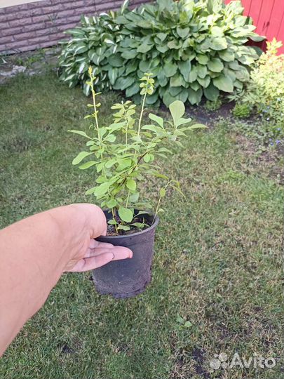 Барбарис желтый