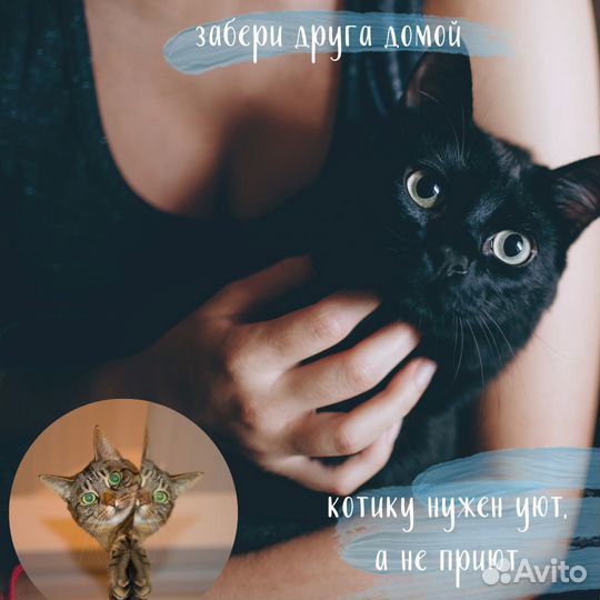 Котики из приюта в добрые руки