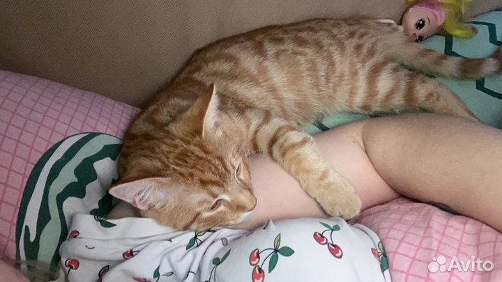 Рыжий котенок мальчик в добрые руки