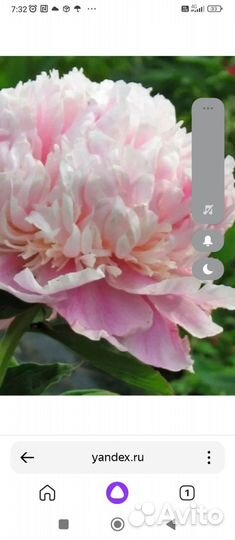 Пионы саженцы