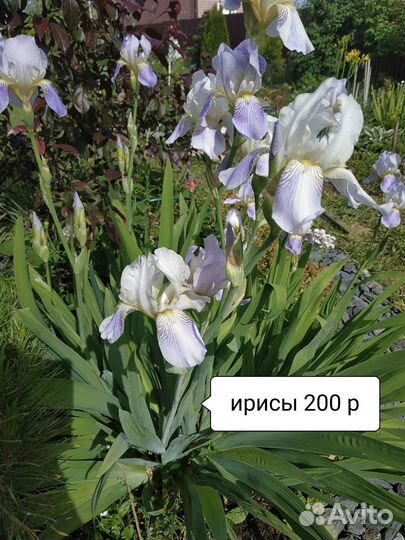 Лилейник, флокс, лещина, жимолость