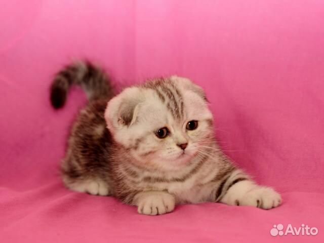 Шотландские котята