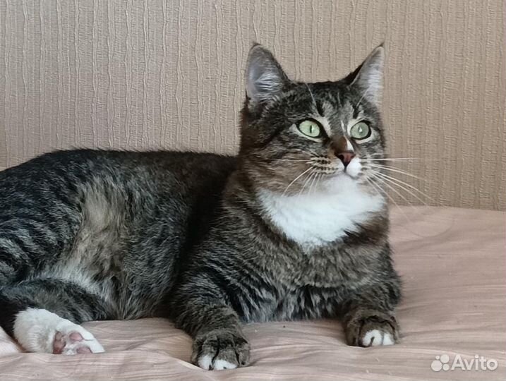 Большеглазая полосатая кошечка ищет дом