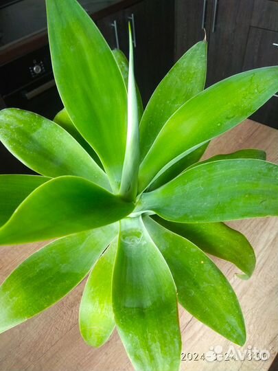 Агава Аттенуата