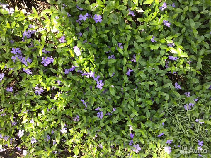 Незабудка, лен