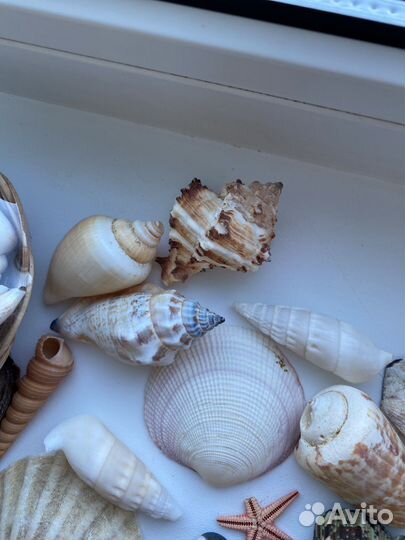 Ракушки морские для аквариума