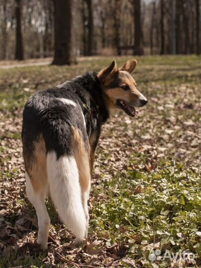 Собака в добрые руки