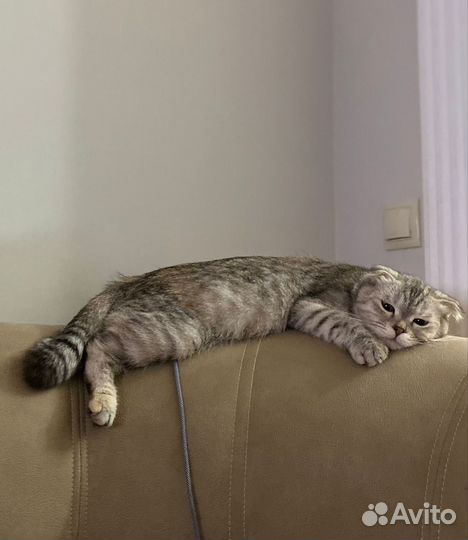 Кошки вислоухие