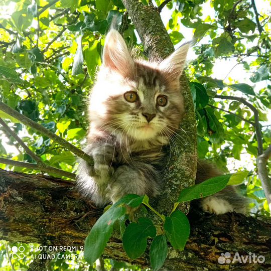 Котята Мейн Кун