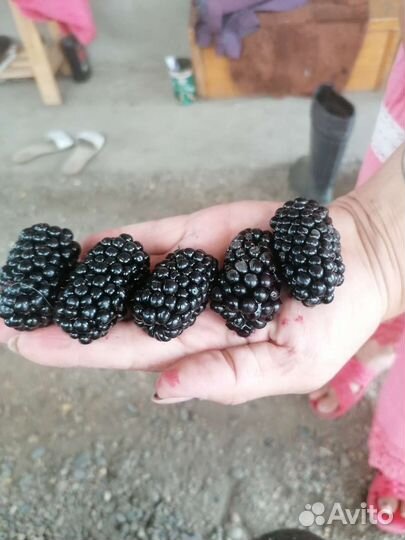 Саженцы ежевики