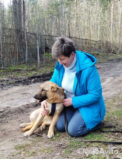 Овчарка метис после дома в приют