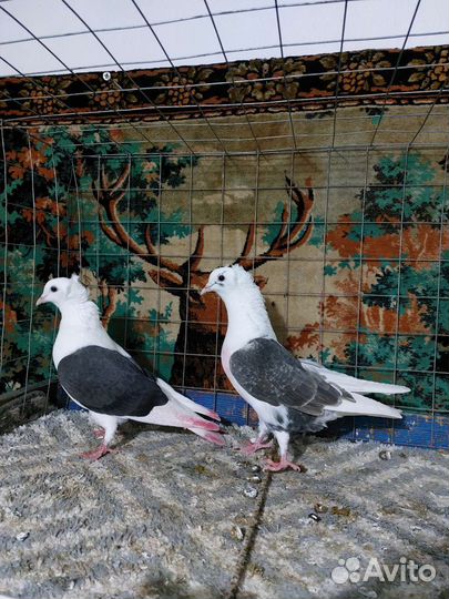 Голуби на вольном содержании