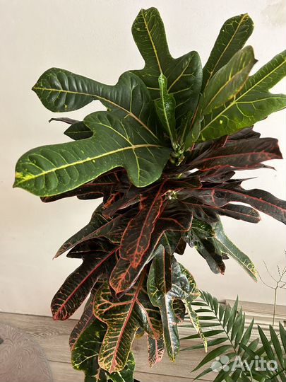 Кротон Кодиеум пёстрый