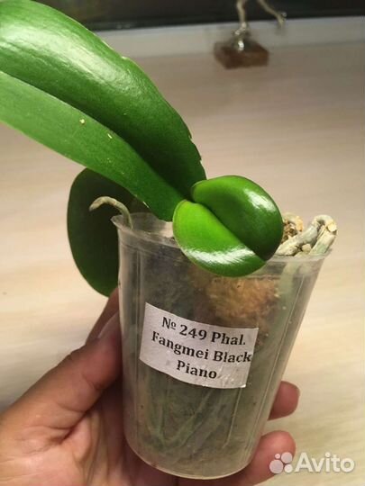 Орхидея фаленопсис