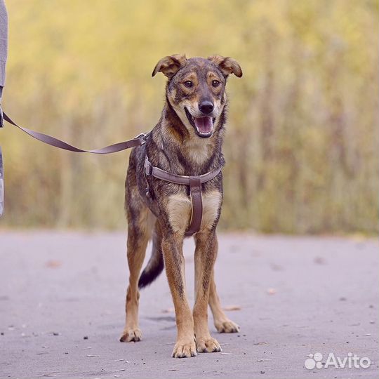Собаки бесплатно в добрые руки