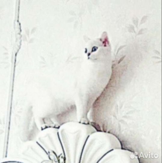 Британская серебристая шиншилла колор-поинт