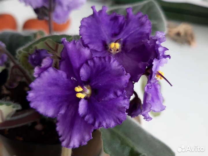 Комнатные цветы фиалки